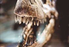 Тази техника открива нов път за изследвания в палеонтологията като