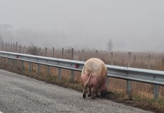 Четирима мъже гонели животното разказва очевидецПрасе се разхожда в аварийната