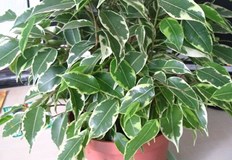 Ако знаем защо падат листата на растението ни ще имаме