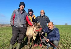 Мъжете открили елена в гората между селата Дянково и ЛипникСеверният