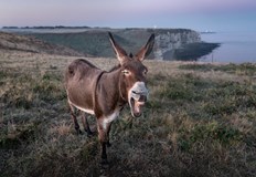 Животното беше снимано да се разхожда без надзор по натоварени