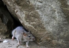 От началото на ковид пандемията популацията на плъхове в мегаполиса