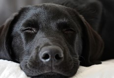 Прокуратурата образува бързо производство за жестокост към кучеРайонна прокуратура в