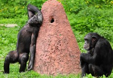 Шимпанзето се счита за животно с висок риск и ако