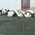 Бейби бум на панди в Центъра за изследване в Китай
