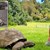 Най-старата костенурка в света празнува 190-ия си рожден ден