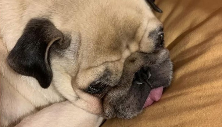 Наградата за откриването на кучето е 200 лева