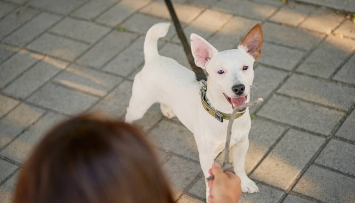 Всеки собственик, ползвател или обитател вписва притежаваните животни, които се извеждат на обществени места, а за кучета се вписва и номерът на ветеринарномедицинския паспорт