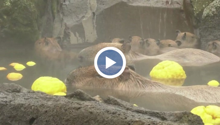 Животното не понася добре минусовите температури