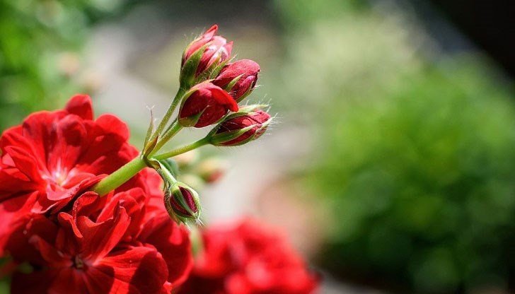 В някои случаи това красиво цвете може да бъде опасно