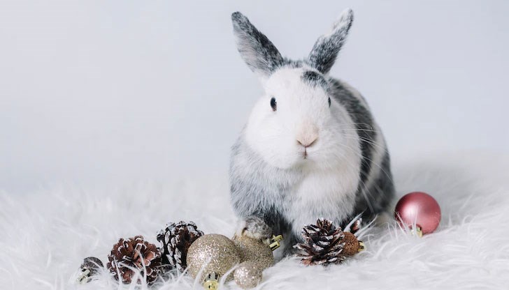 При посрещането на новата 2023 година е по-добре да се откажете от тежки, прекалено висококалорични и мазни салати с много майонеза При посрещането на новата 2023 година е по-добре да се откажете от тежки, прекалено висококалорични и мазни салати с много майонеза