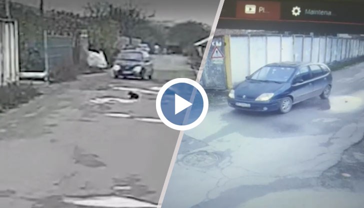 Едното животно е блъснато, оперирано е и му е поставен имплант в крака