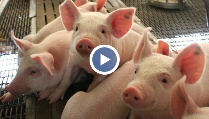 От 2003 година насам ампутацията на свински опашки е забранена в ЕС