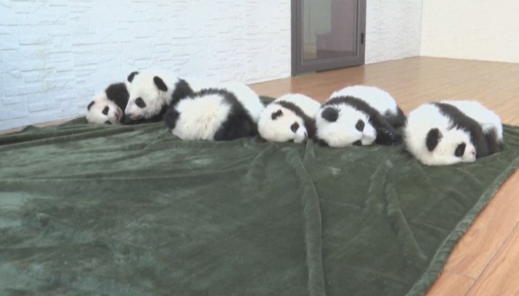 Шест малки панди са се родили през тази година
