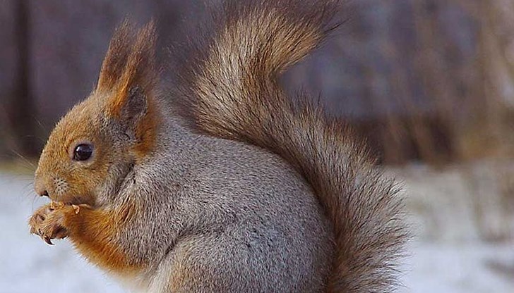 Рунтавото животно успяло да влезе през покрива Рунтавото животно успяло да влезе през покрива