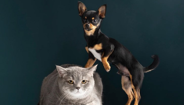 Събраните средства ще подпомогнат дейността на центъра Събраните средства ще подпомогнат дейността на центъра