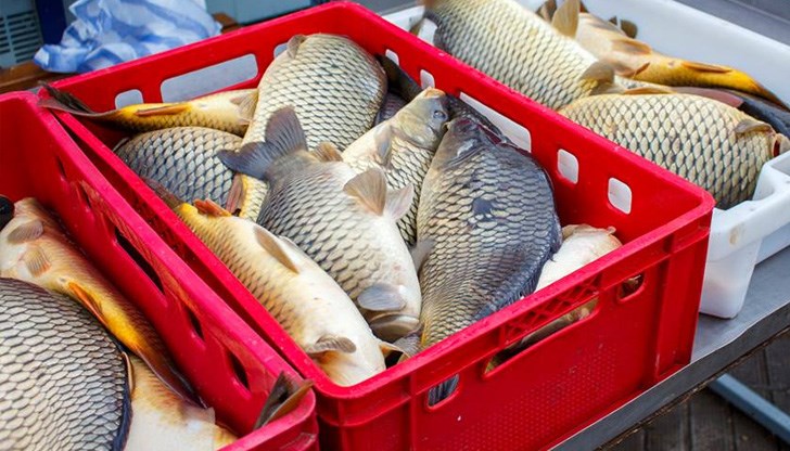 В момента от Дунава излиза повече мряна, сом и платика, отколкото шаран В момента от Дунава излиза повече мряна, сом и платика, отколкото шаран