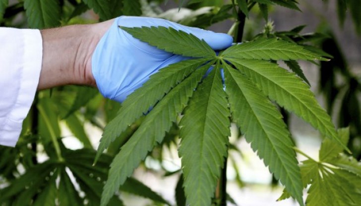 Осъждането преди 4 години е било за засяване и отглеждане на растения от рода на конопа – 25 кг марихуана на стойност 150 000 лева Осъждането преди 4 години е било за засяване и отглеждане на растения от рода на конопа – 25 кг марихуана на стойност 150 000 лева