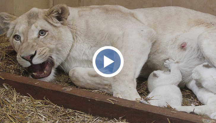 Директорът на ветеринарната клиника на парка определи случая като рядък