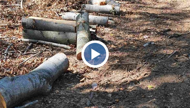 Тук няма сензация, а жалка действителност