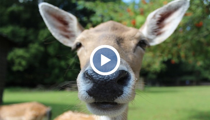 Собствениците му обявиха награда от 1000 лева