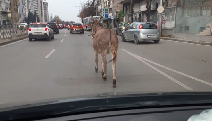 Сутринта магарето се разходи по улиците на Варна