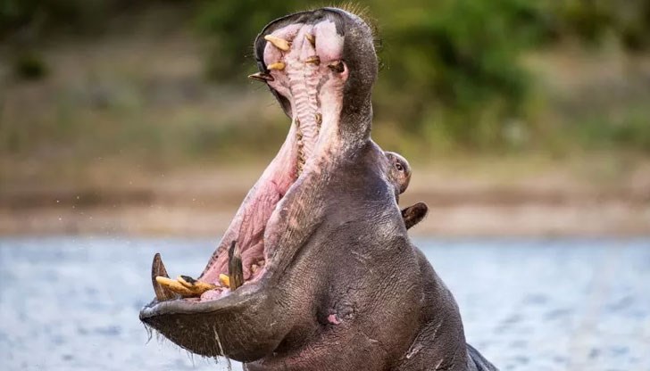 Очевидци на нападението започнали да замерят животното с камъни