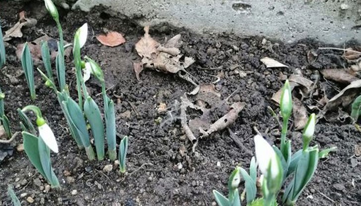 Предвестниците на пролетта се появиха няколко дни след началото на астрономическата зима