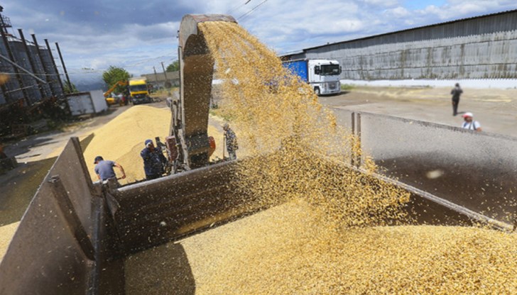 В момента няма никакъв износ, вътрешна търговия - никаква, така описват зърнопроизводителите ситуацията в сектора