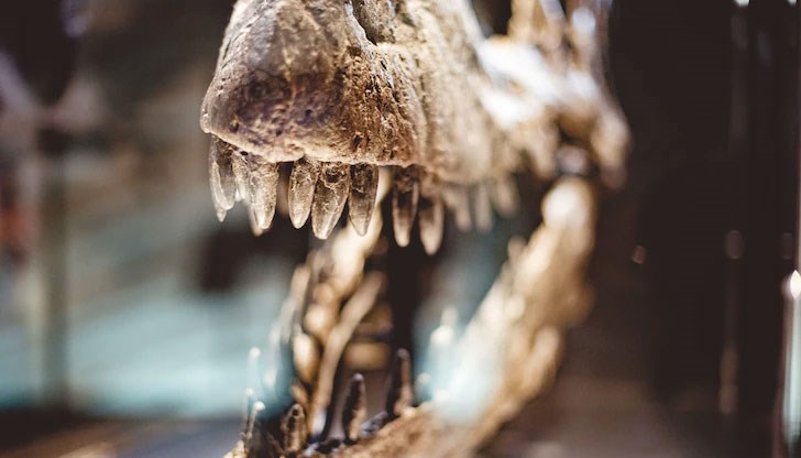 Специалистите подготвят триизмерни изображения на отделни зъби и анализират рисунъка на останалите следи върху тях