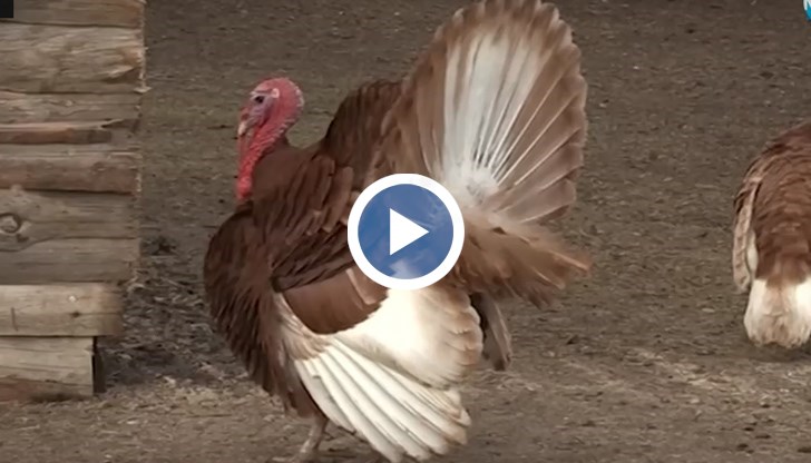 Пуйката Джими е рядък вид и е една от атракциите в зоопарка в Бургас