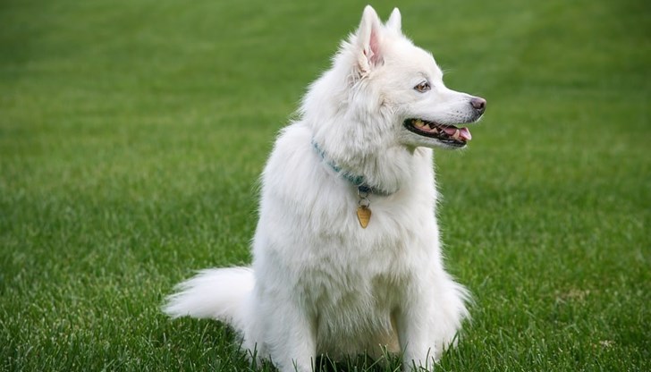 Малките породи кучета и котките се нареждат до екстравагантни видове като гигантски африкански охлюви, говорещи папагали или влечуги