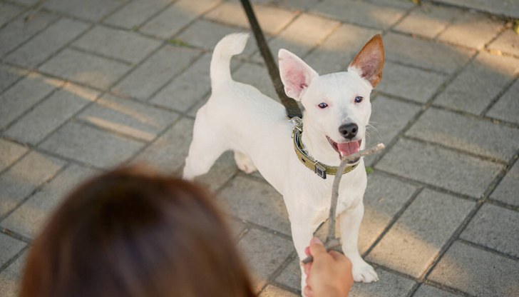 Всеки собственик, ползвател или обитател вписва притежаваните животни, които се