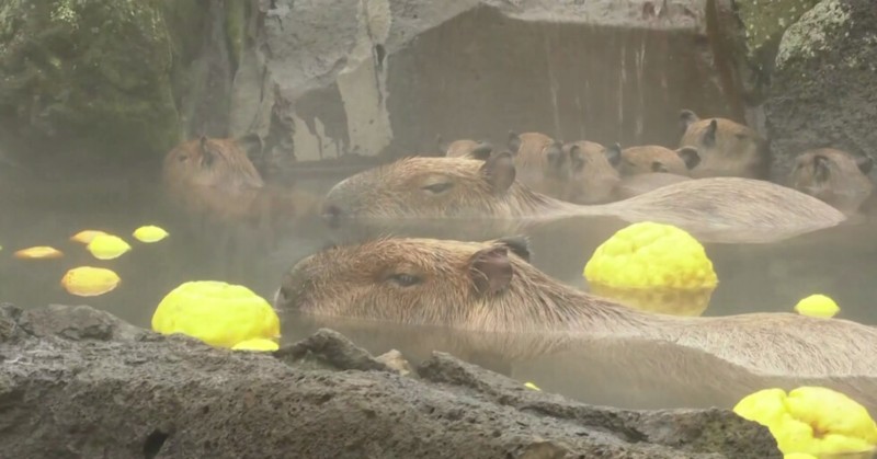 Животното не понася добре минусовите температуриКапибарите в зоологическа градина в
