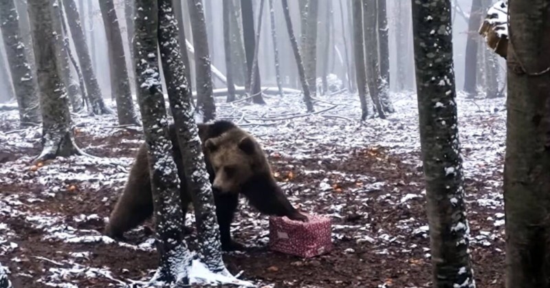 Коледните подаръци бяха в празнични кутииМечките в парка в Белица
