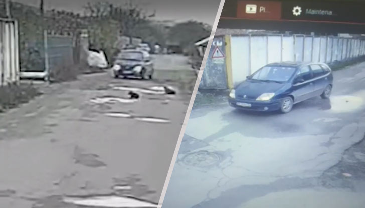 Едното животно е блъснато, оперирано е и му е поставен