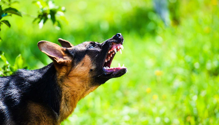 Случката се е разиграла на свечеряване на 29 декемвриКуче е