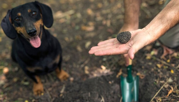 От партията са предложили закон, който е бил силно иронизиранПрокуратурата