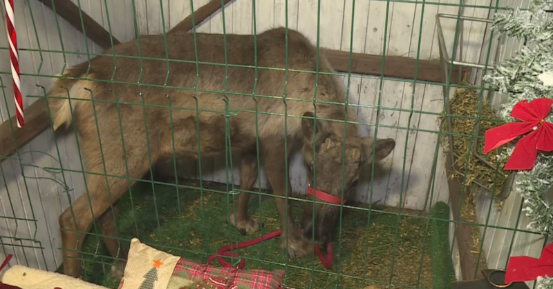 Рудолф Бегълс вече е любимец на русенските децаЕлен на Дядо