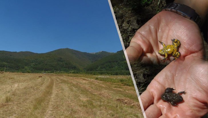 Целта е опазване на животинския вид алпийски тритон и неговото