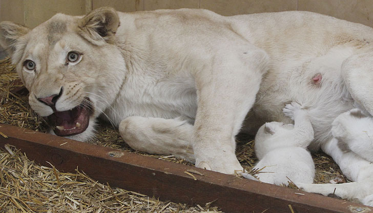 Това се е случило в защитен парк в АлжирЛъвица роди