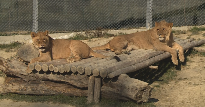Сериозно засегнати от илюминациите са птицитеДекември е най-специалният месец от