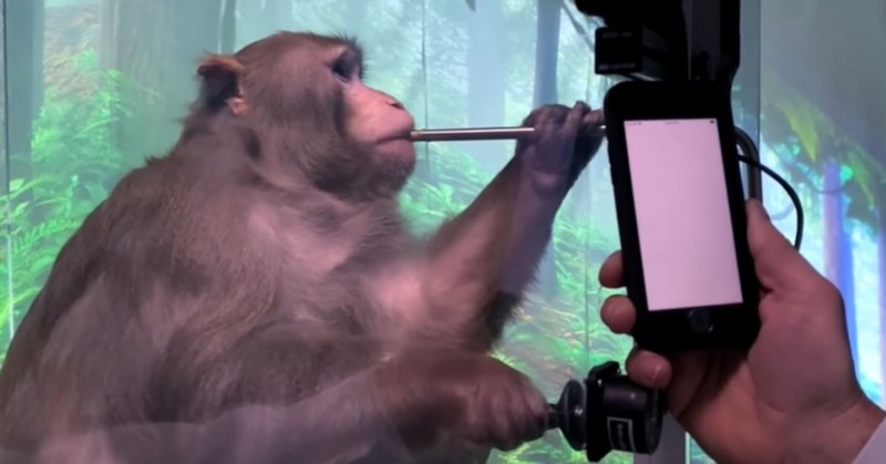 Около 1500 животни са умрели по време на експериментите от