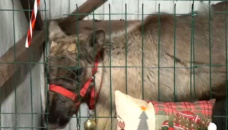 На 13 декември животното изчезна от стопанство в разградско селоМиналата