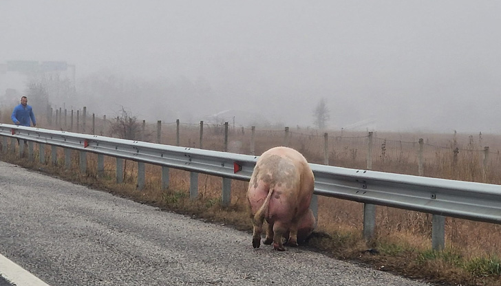 Четирима мъже гонели животното, разказва очевидецПрасе се разхожда в аварийната