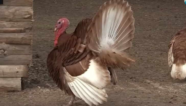 Пуйката Джими е рядък вид и е една от атракциите