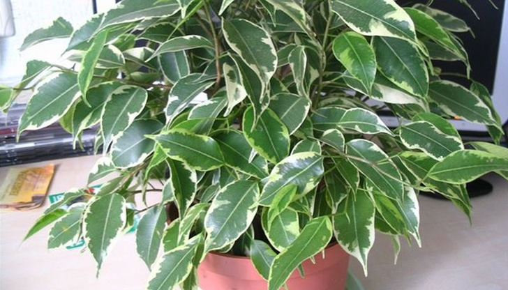 Ако знаем защо падат листата на растението ни, ще имаме