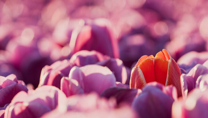 Биткойнът ще бъде вечен, сигурни са нидерландцитеИ лалетата, и биткойнът