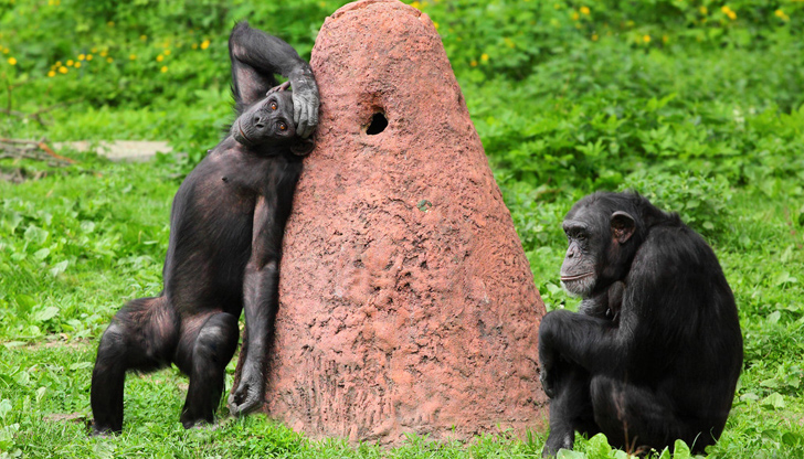 Шимпанзето се счита за животно с висок риск и ако