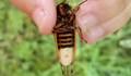 Зловещи гъби изправят на крака мъртви насекоми